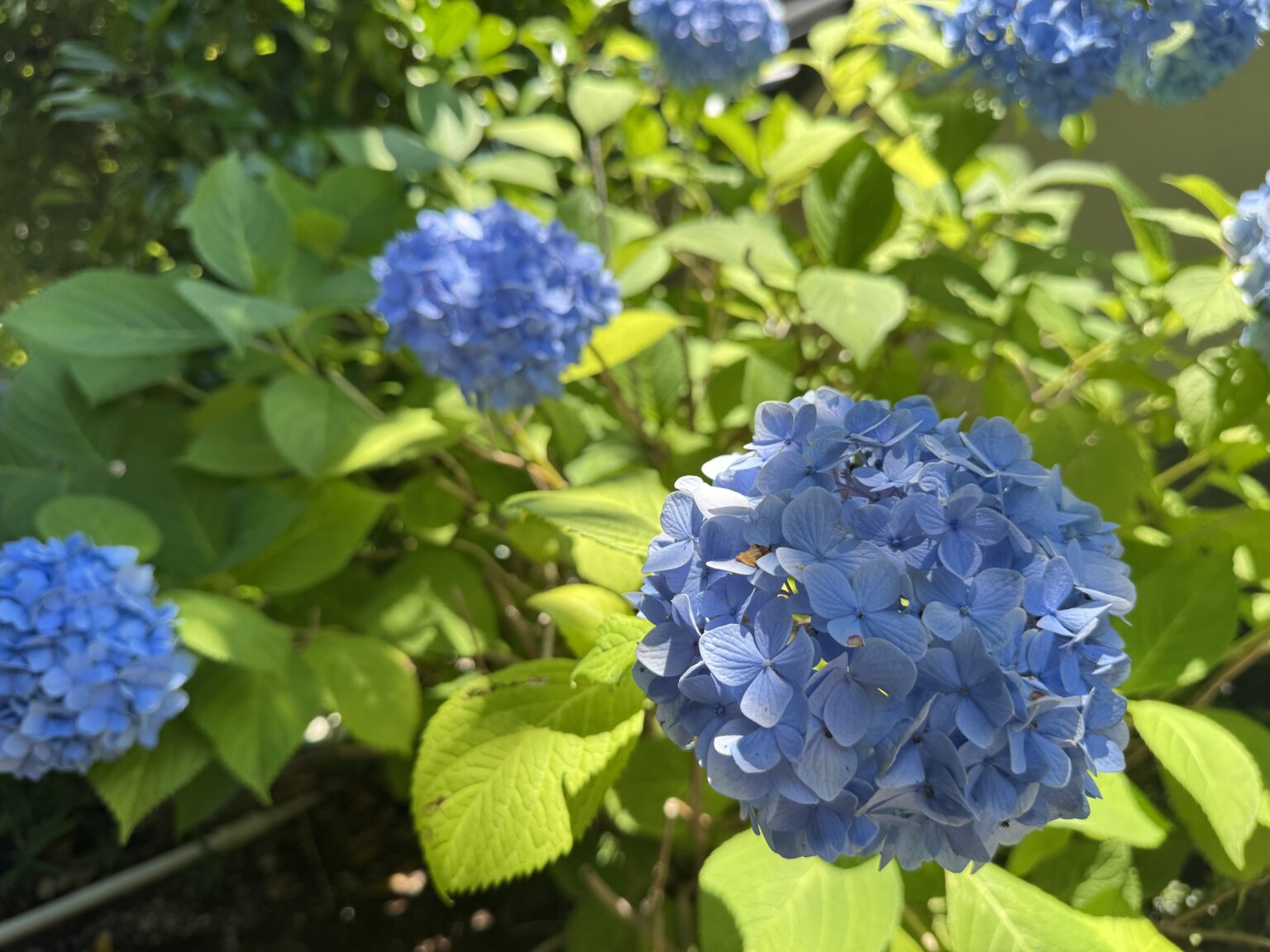 本成寺境内の紫陽花