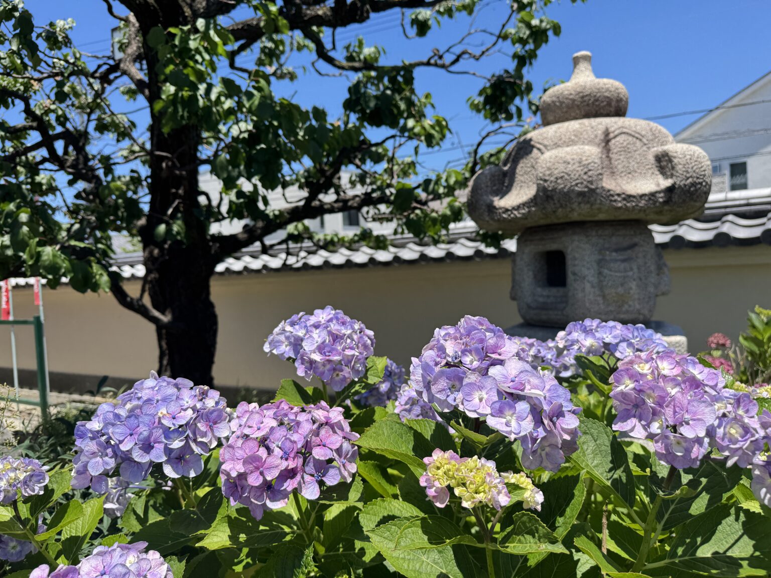 本成寺境内の紫陽花と石灯籠