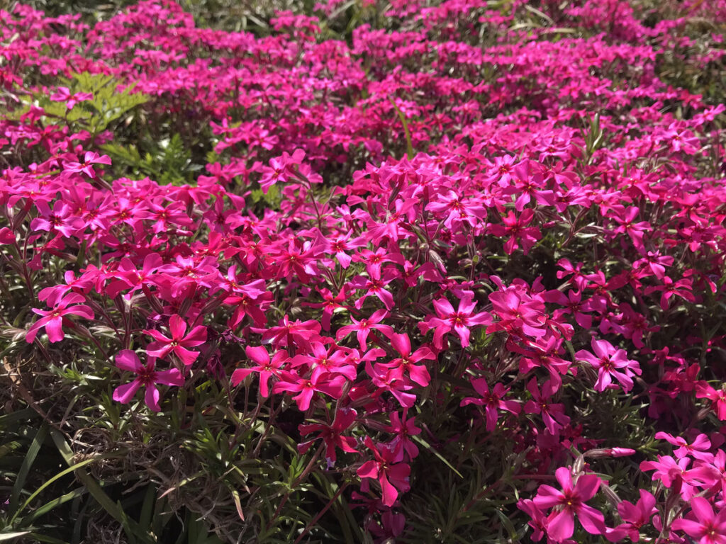 本成寺便り№．36｜山主所感 『浄心行』